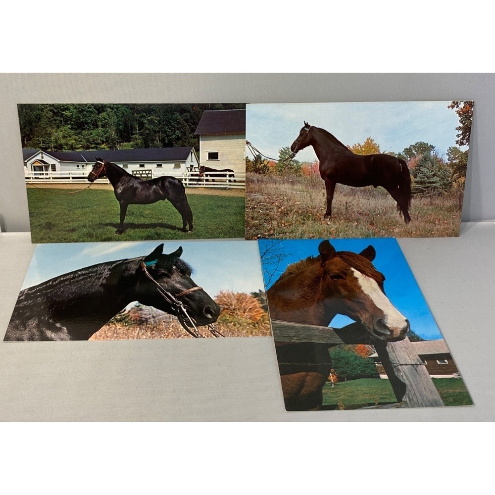 Lot Of 4 Vintage Horse Photography Postcards Western Theme Unused